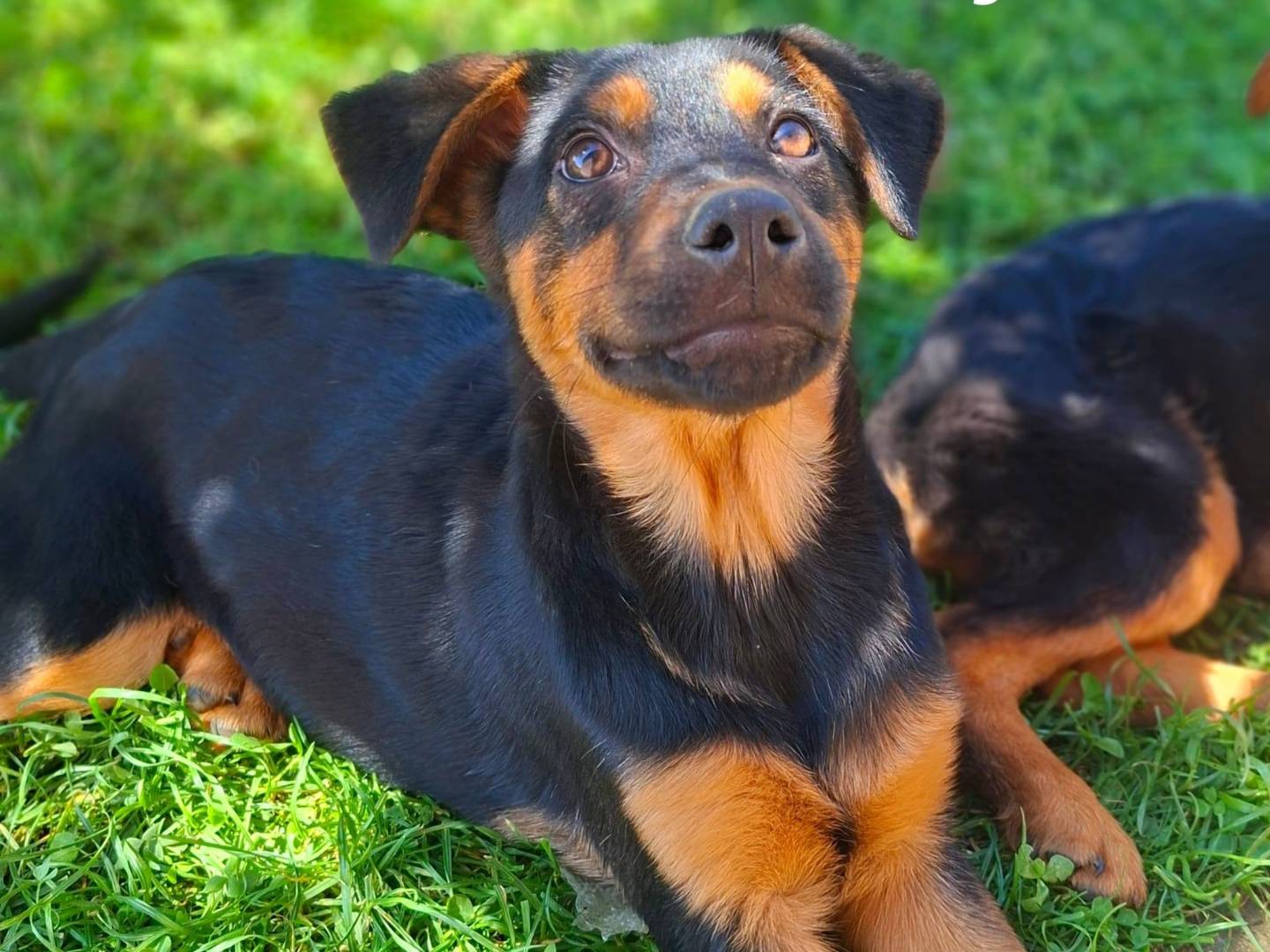 Adozione cane, femmina, Razza sconosciuta Razza sconosciuta, 2 mesi, taglia media, Firenze
