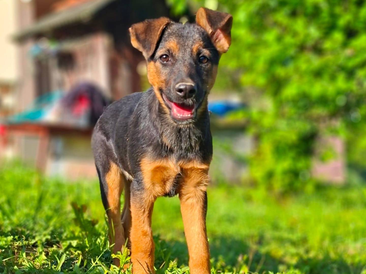 Adotta un cane, femmina, 2 mesi, Firenze