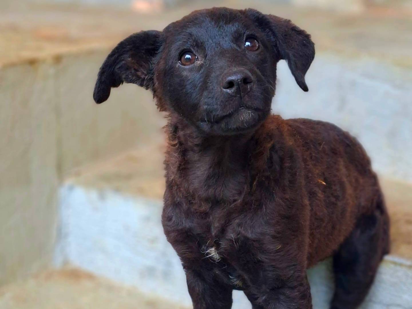 Vuoi adottare un cane a Firenze?