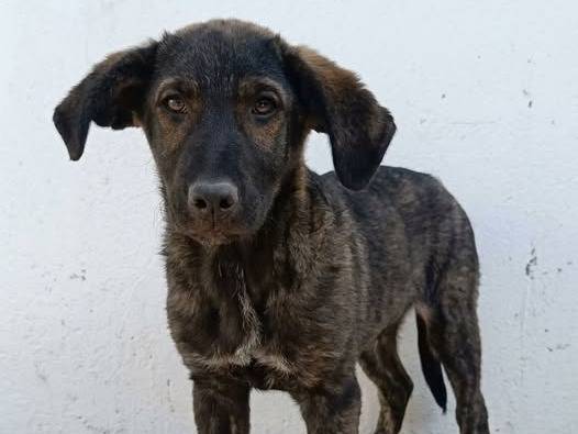 Adozione cane, maschio, Razza sconosciuta Razza sconosciuta, 3 mesi, taglia media, Crotone