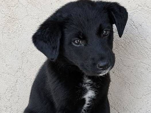 Adozione cane, femmina, Razza sconosciuta Razza sconosciuta, 2 mesi, taglia media, Crotone
