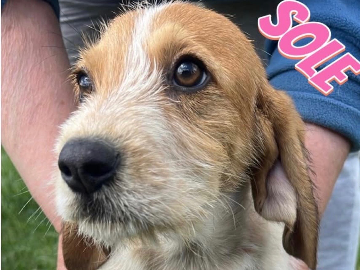 Adozione cane, femmina, Razza sconosciuta Razza sconosciuta, 3 mesi, taglia media, Genova