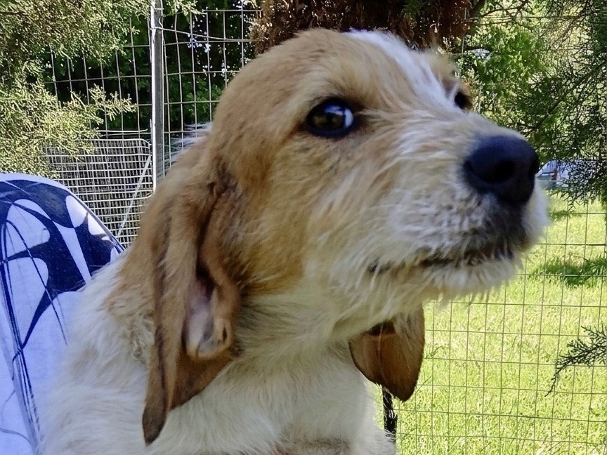Adotta un cane, femmina, 3 mesi, Genova