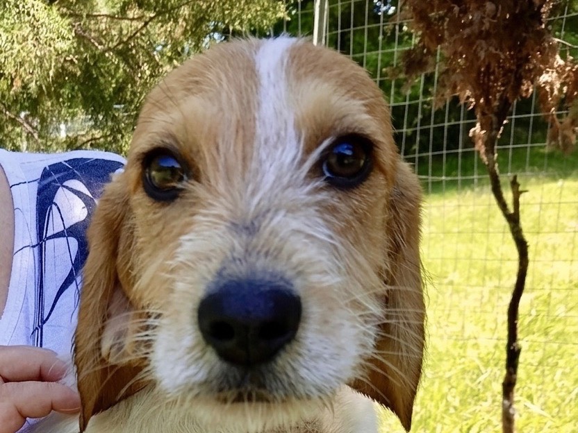 Adotta un cane, taglia media, femmina, Genova