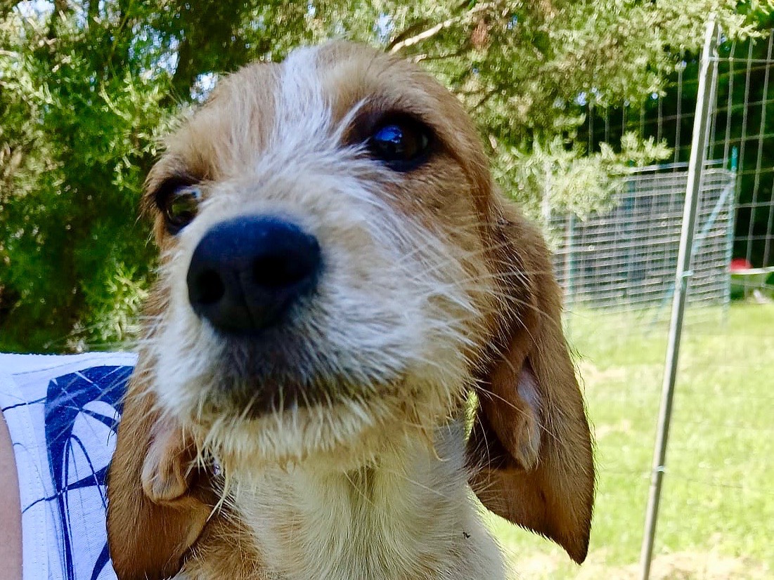 Vuoi adottare un cane a Genova?