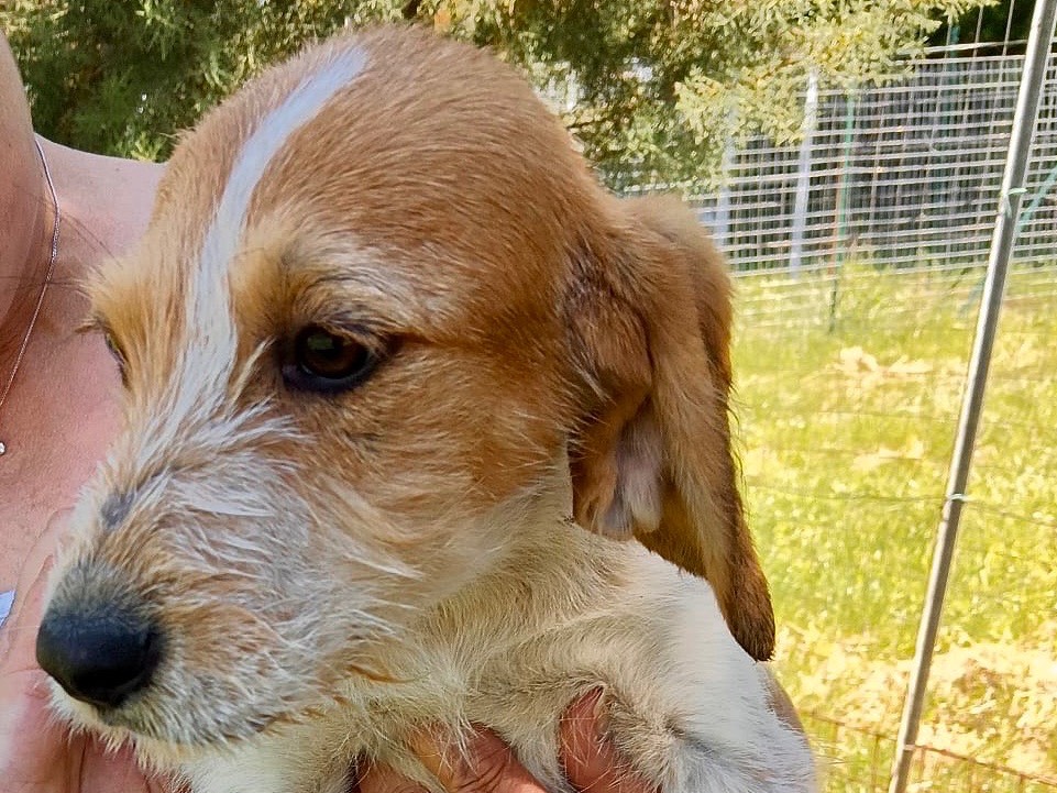 Adotta il cane Sole a Genova