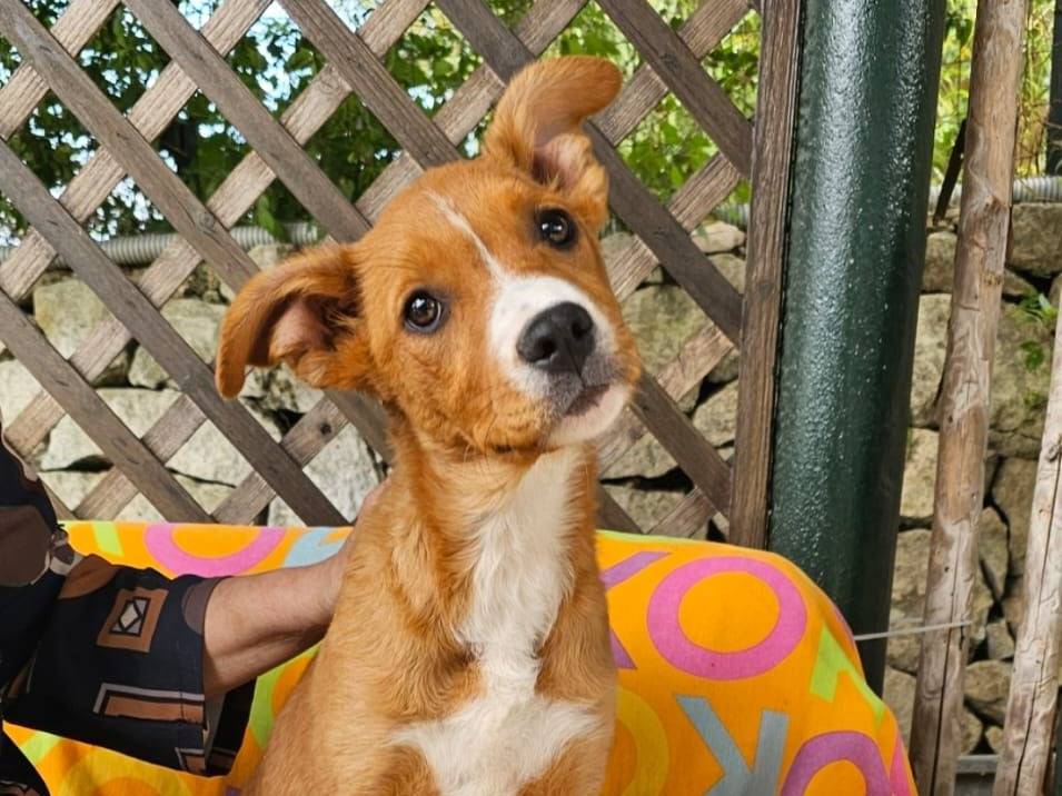 Adozione cane, femmina, Razza sconosciuta Razza sconosciuta, 4 mesi, taglia media, Siracusa
