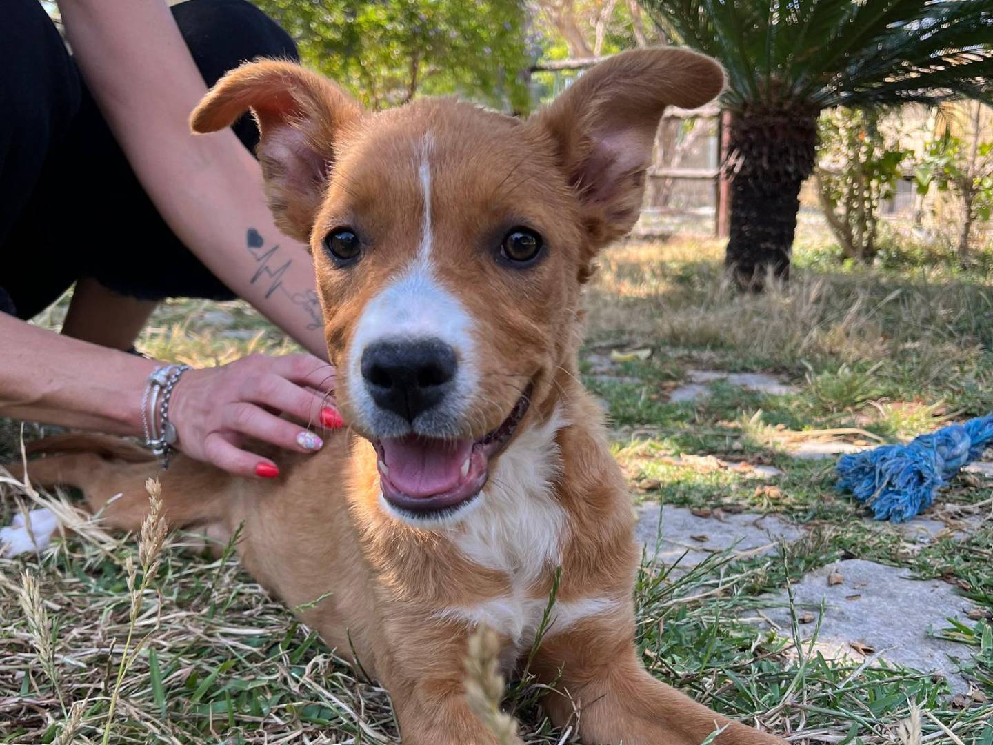 Adotta un cane, taglia media, femmina, Siracusa