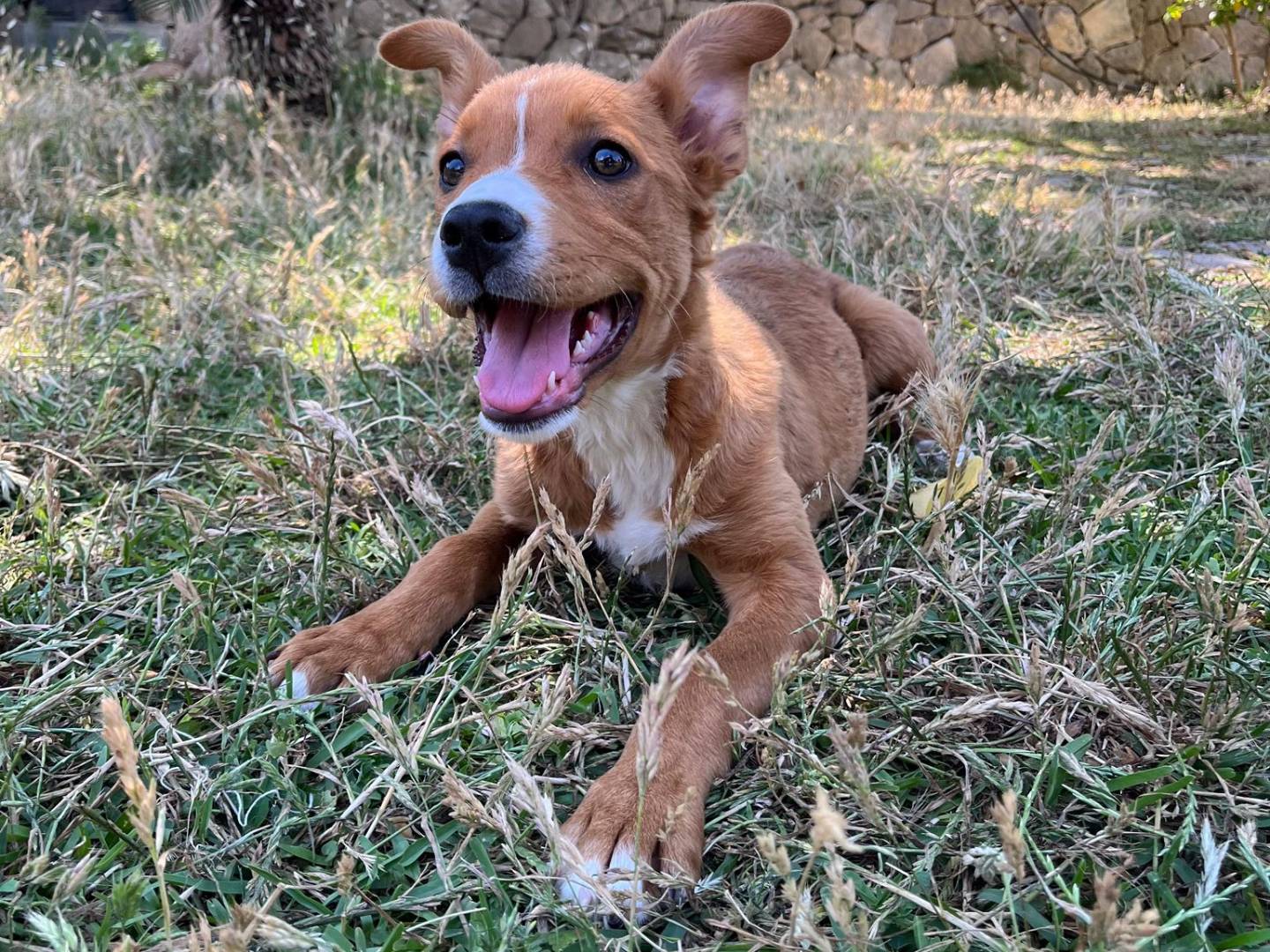 Vuoi adottare un cane a Siracusa?