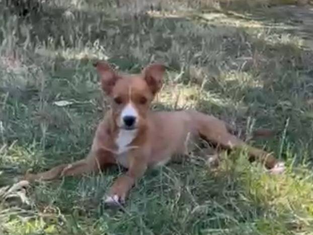Adotta il cane Laika a Siracusa