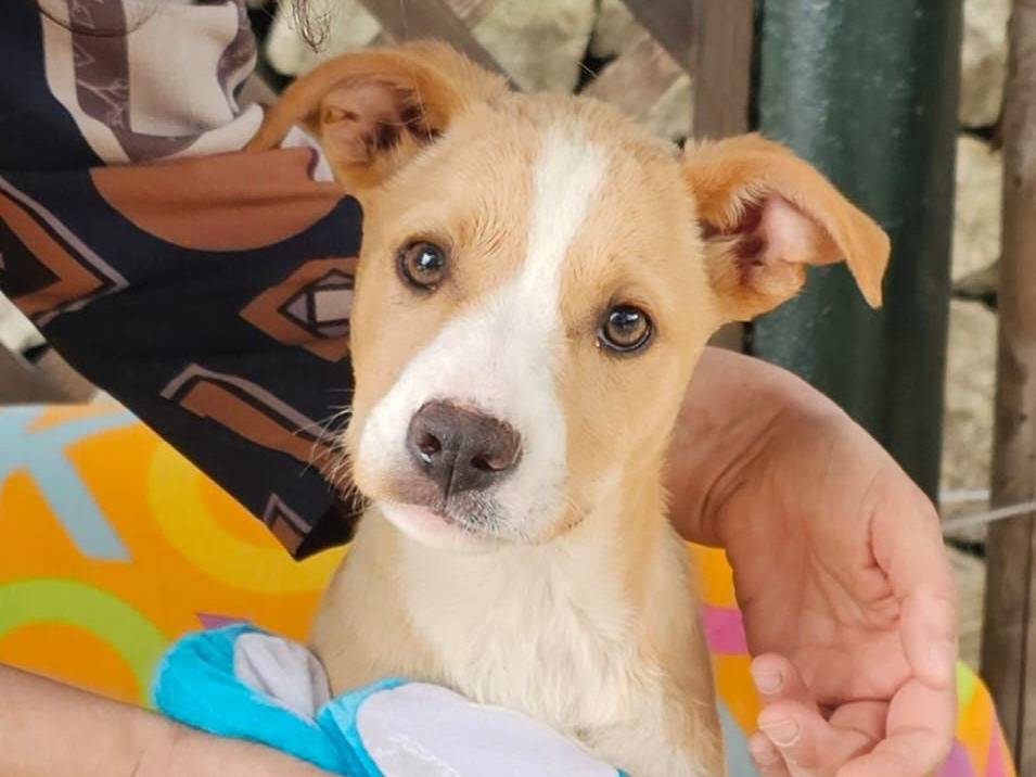 Adozione cane, femmina, Razza sconosciuta Razza sconosciuta, 4 mesi, taglia media, Siracusa