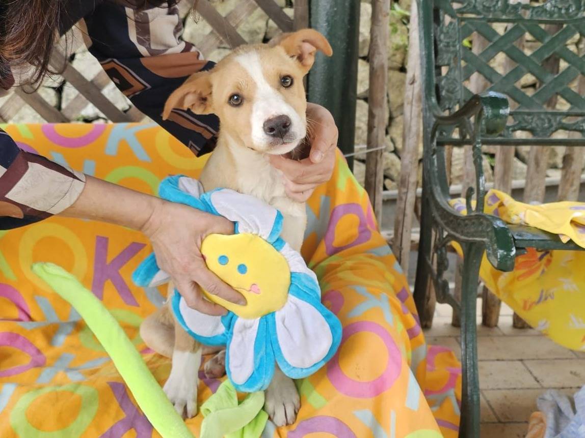 Adotta un cane, femmina, 4 mesi, Siracusa