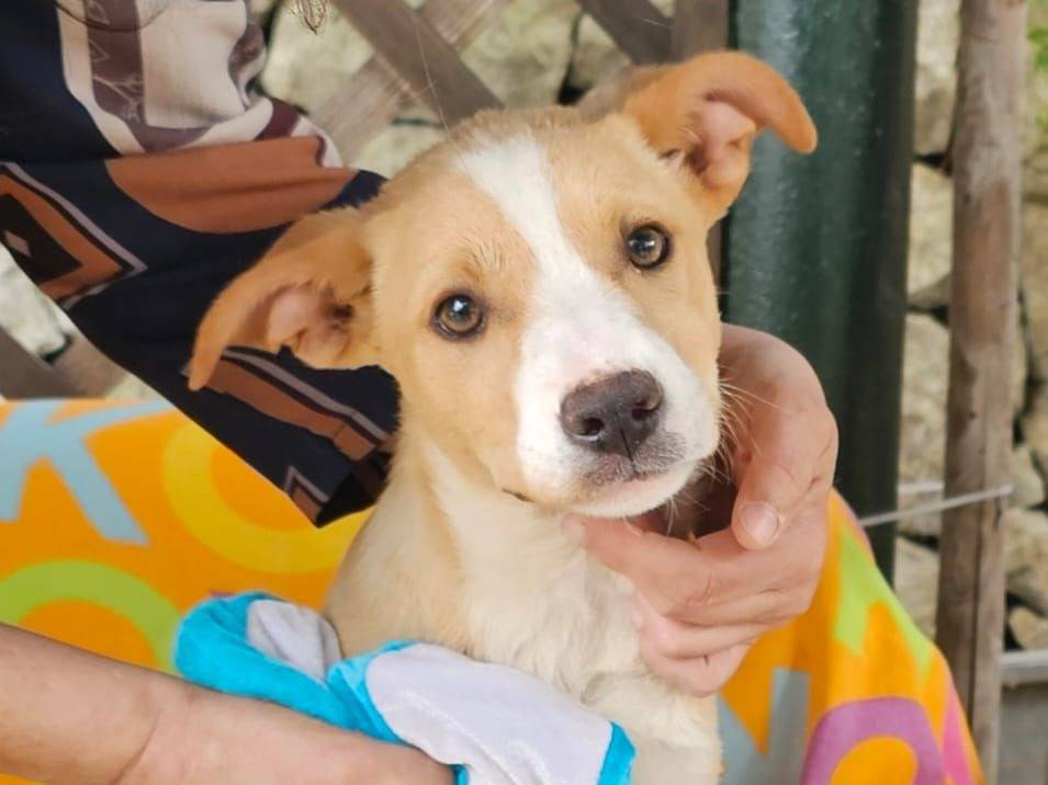 Adotta un cane, taglia media, femmina, Siracusa