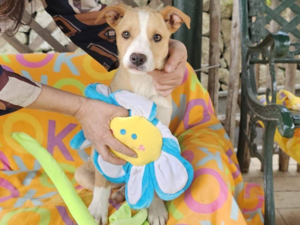 Vuoi adottare un cane a Siracusa?