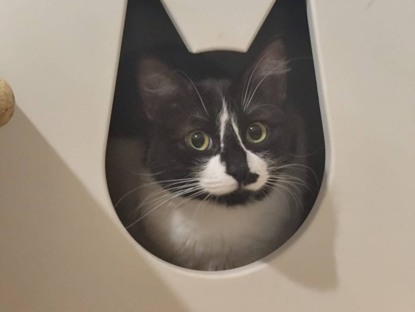 Adozione gatto, femmina, Razza sconosciuta Razza sconosciuta, 1 anno e 7 mesi, taglia non valida, Napoli