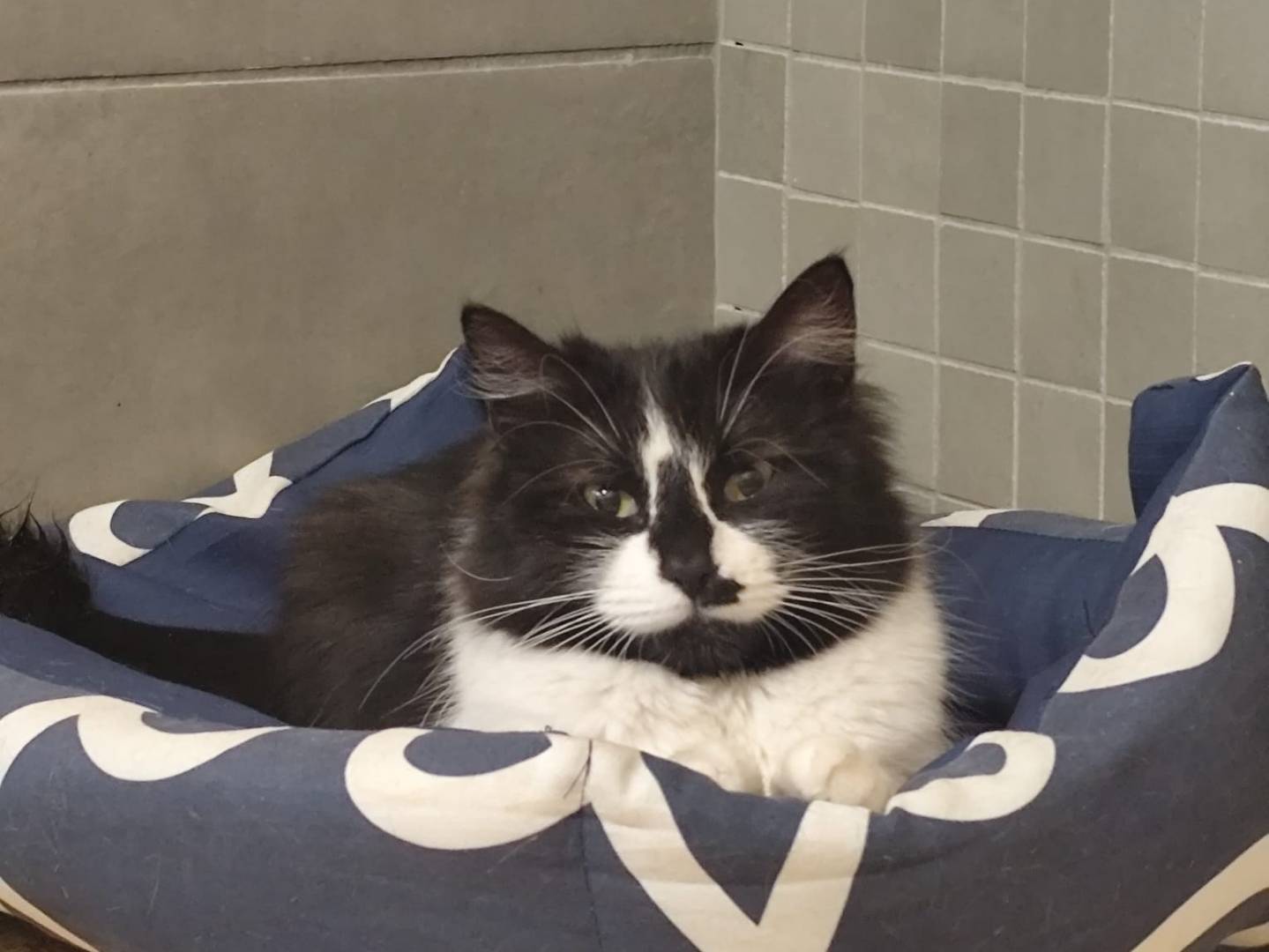 Adotta un gatto, femmina, 1 anno e 7 mesi, Napoli