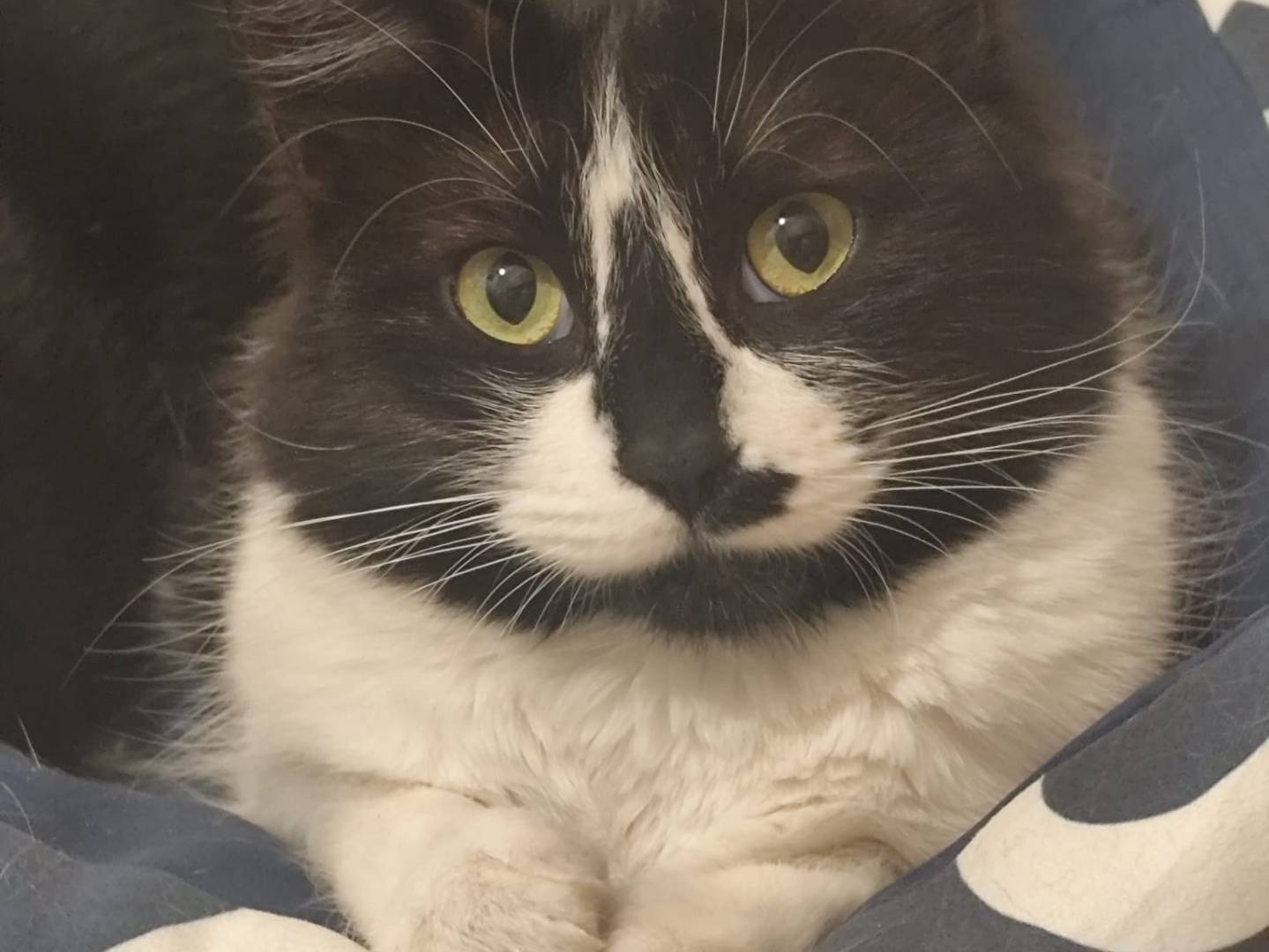 Adotta un gatto, taglia non valida, femmina, Napoli