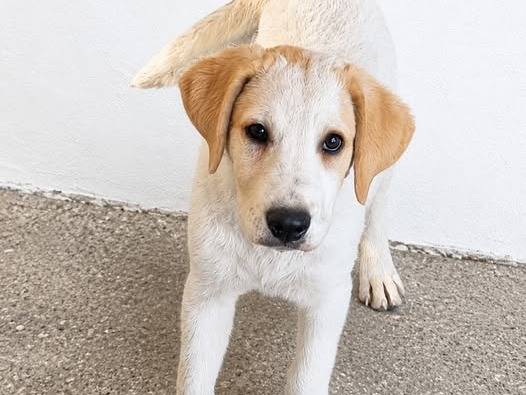Adozione cane, femmina, Razza sconosciuta Razza sconosciuta, 3 mesi, taglia media, Crotone