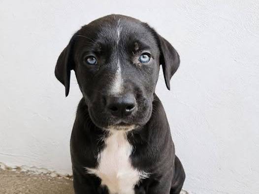 Adozione cane, maschio, Razza sconosciuta Razza sconosciuta, 3 mesi, taglia media contenuta, Crotone