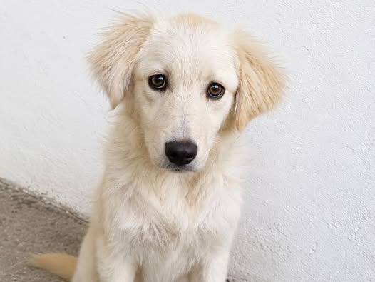 Adozione cane, femmina, Razza sconosciuta Razza sconosciuta, 4 mesi, taglia media, Crotone