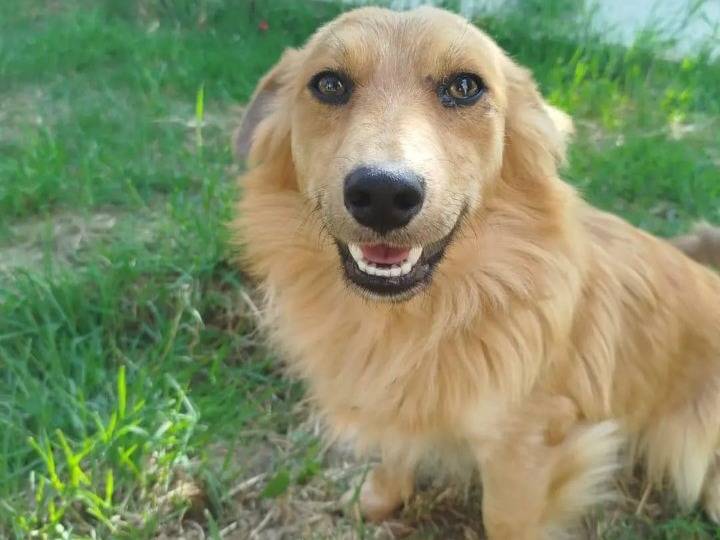 Adozione cane, maschio, Razza sconosciuta Razza sconosciuta, 1 anno, taglia piccola, Milano
