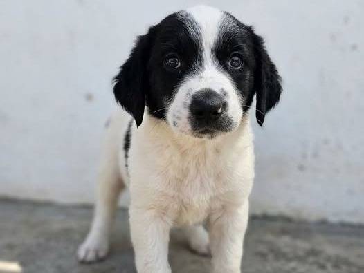Adozione cane, femmina, Razza sconosciuta Razza sconosciuta, 2 mesi, taglia media contenuta, Crotone