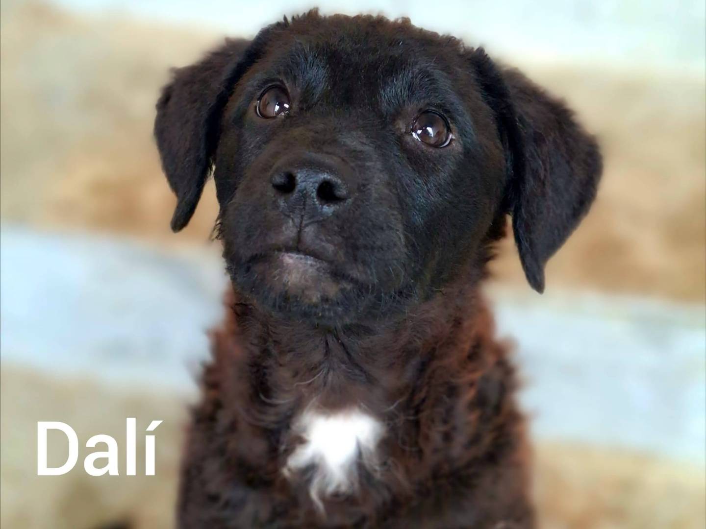 Adotta un cane, maschio, 3 mesi, Firenze
