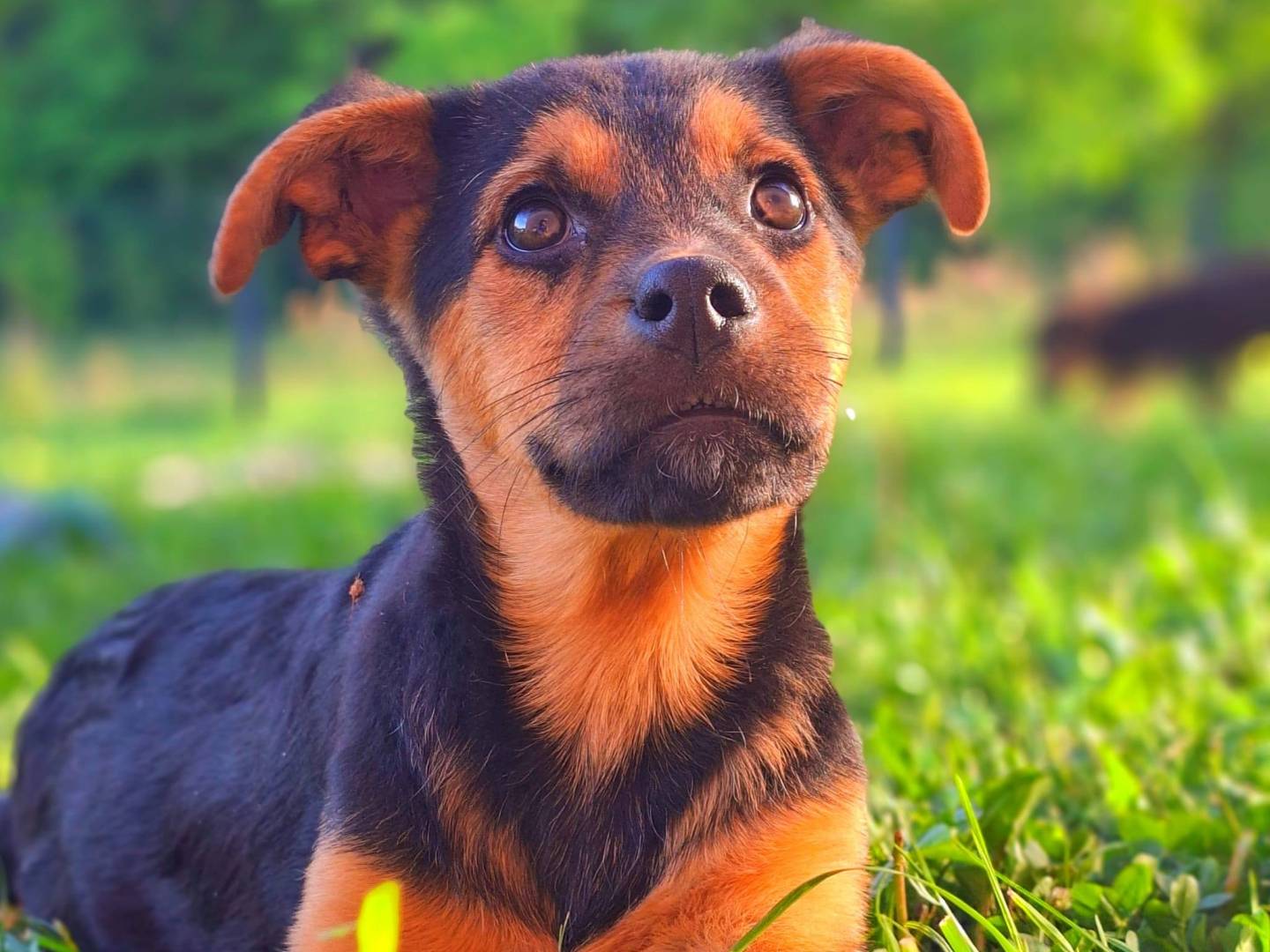 Adozione cane, maschio, Razza sconosciuta Razza sconosciuta, 3 mesi, taglia media, Firenze