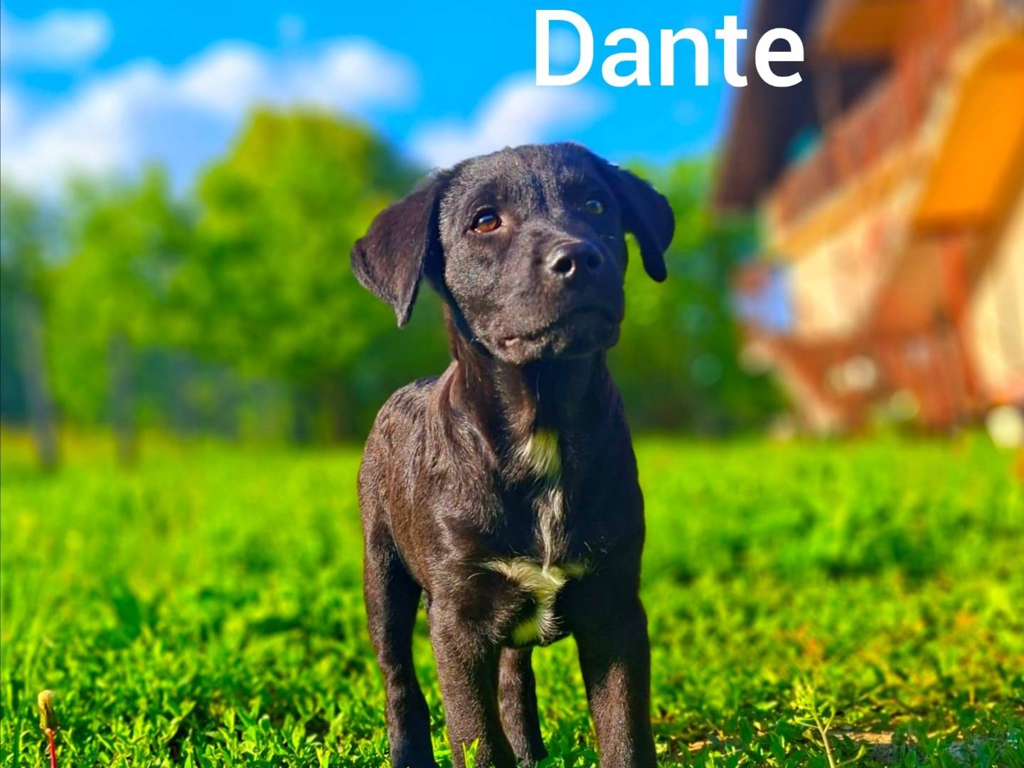 Vuoi adottare un cane a Firenze?