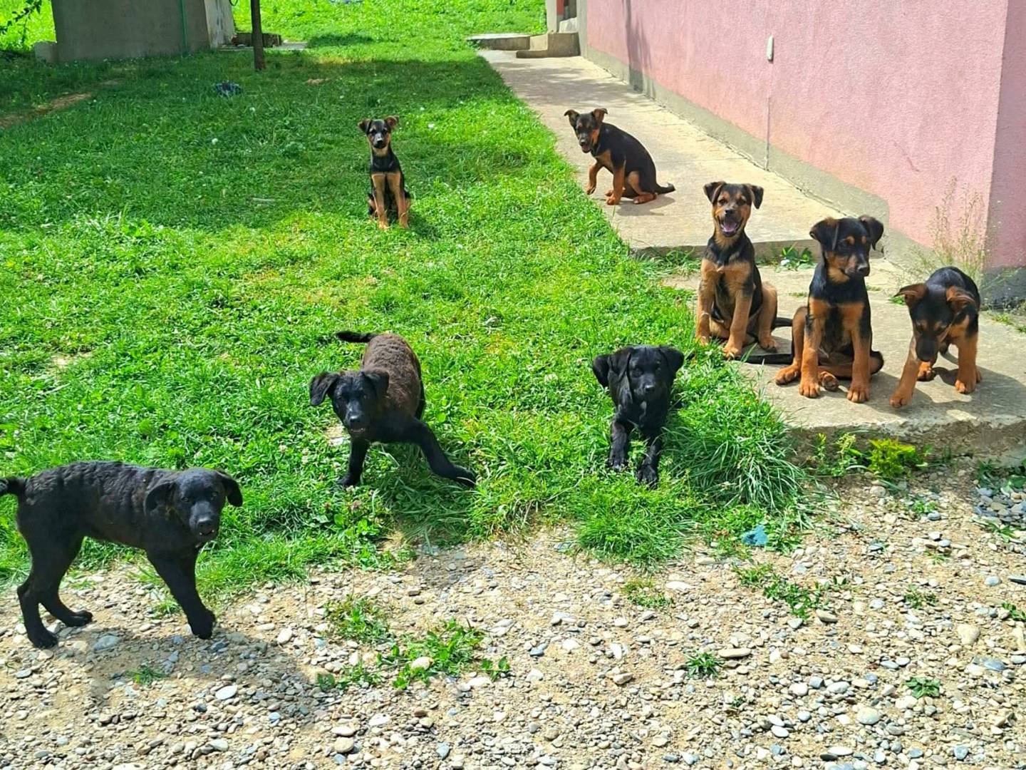 Adotta il cane DANTE DALì DOBBY DARIUS a Firenze