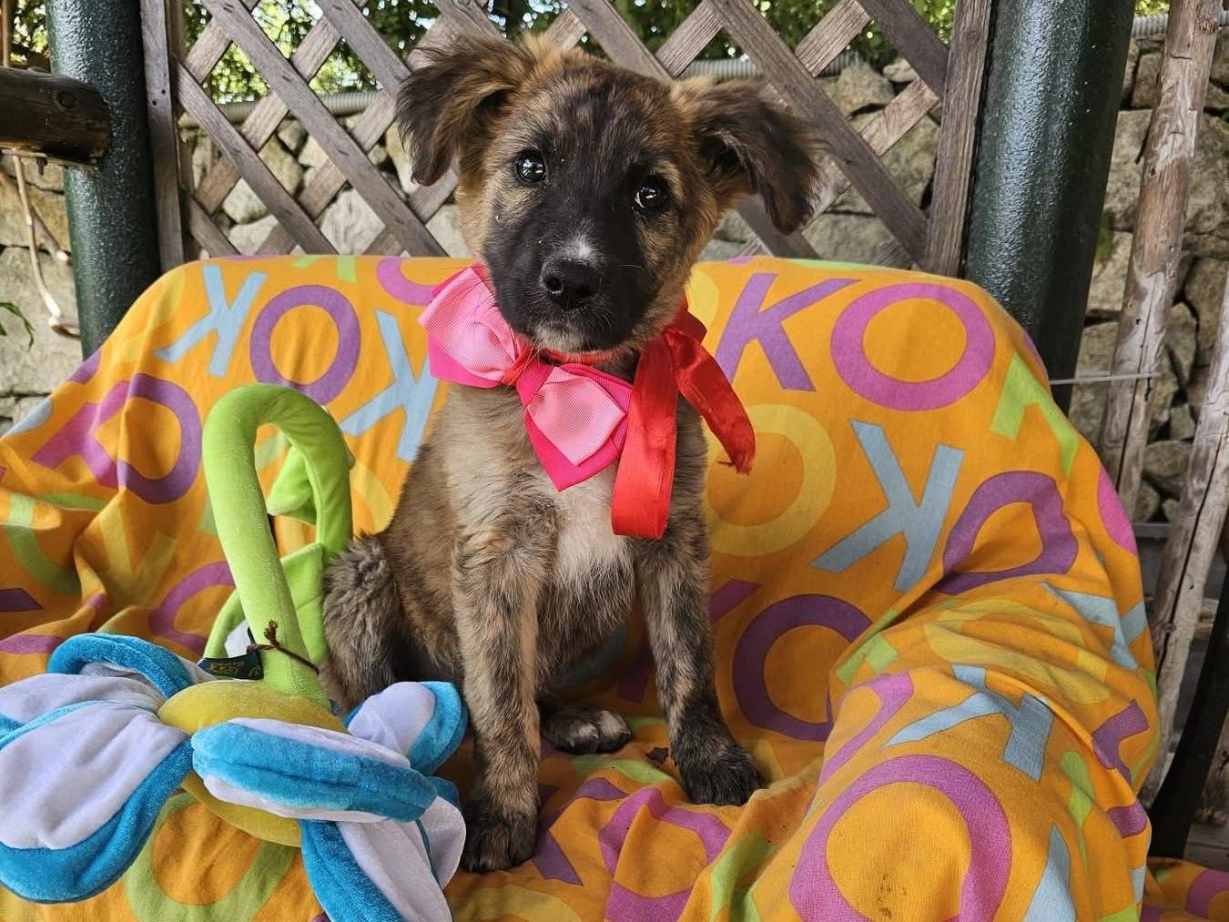 Adozione cane, femmina, Razza sconosciuta Razza sconosciuta, 3 mesi, taglia media, Siracusa