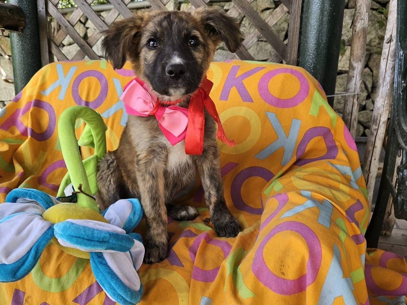 Adotta un cane, femmina, 3 mesi, Siracusa