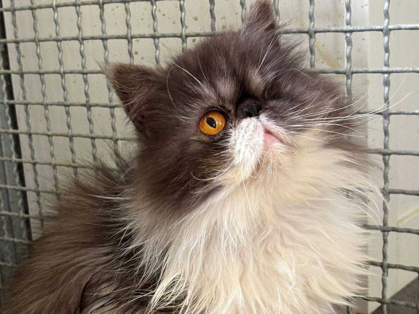 Adozione gatto, femmina, Razza sconosciuta Razza sconosciuta, 5 anni e 4 mesi, taglia non valida, Pisa