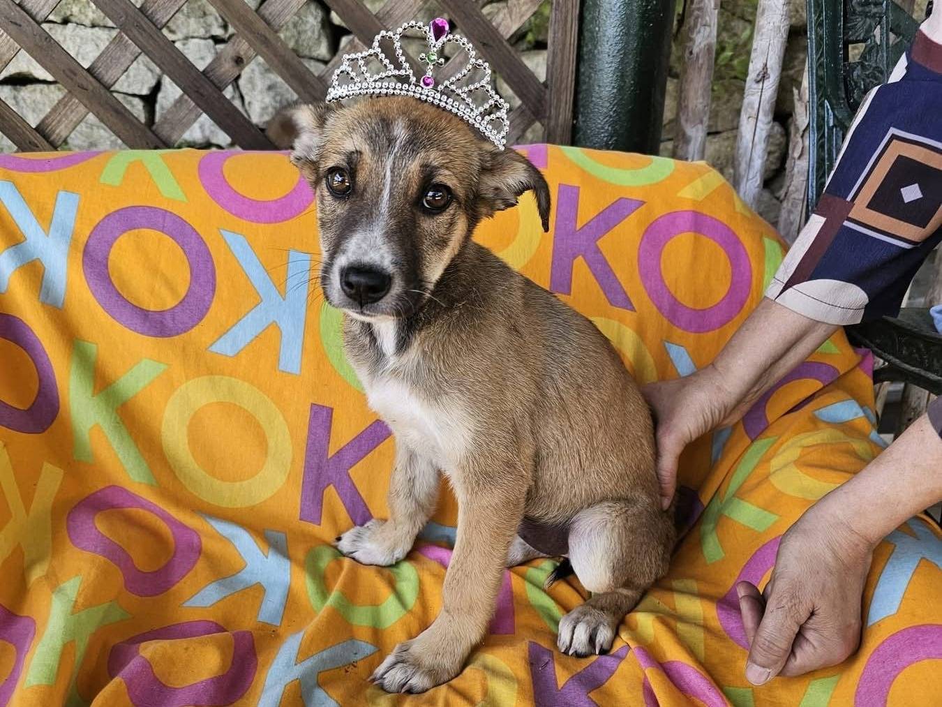 Adozione cane, femmina, Razza sconosciuta Razza sconosciuta, 3 mesi, taglia media, Siracusa