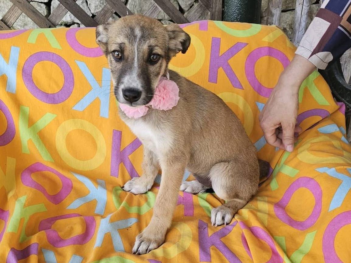Adotta un cane, femmina, 3 mesi, Siracusa