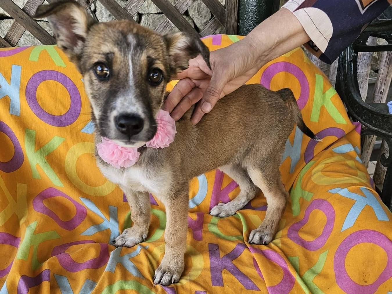 Adotta un cane, taglia media, femmina, Siracusa