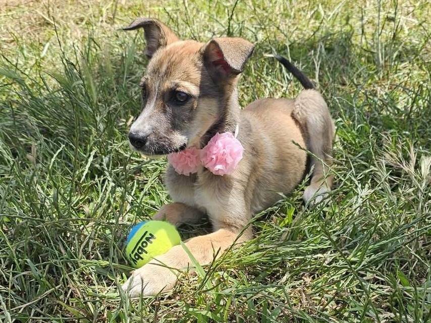 Vuoi adottare un cane a Siracusa?