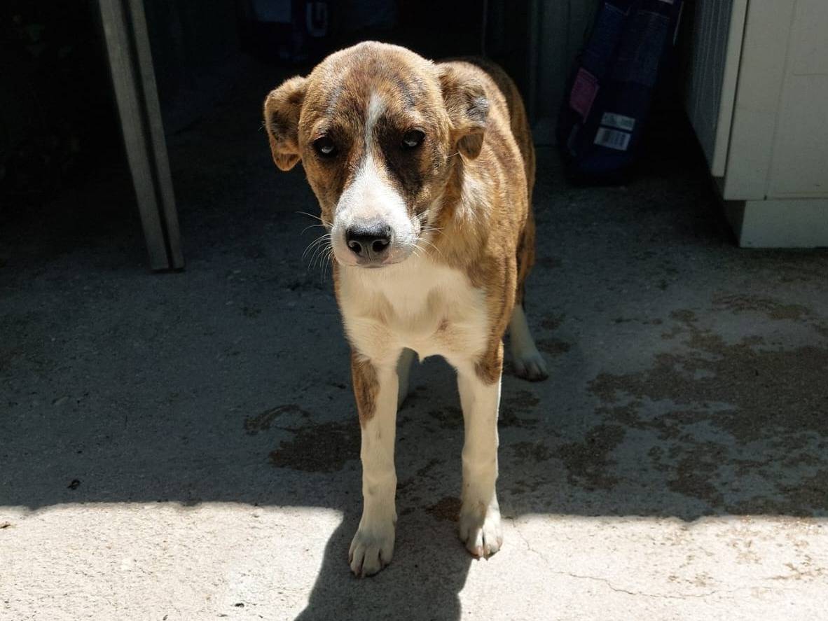 Adozione cane, femmina, Razza sconosciuta Razza sconosciuta, 7 mesi, taglia piccola, Treviso