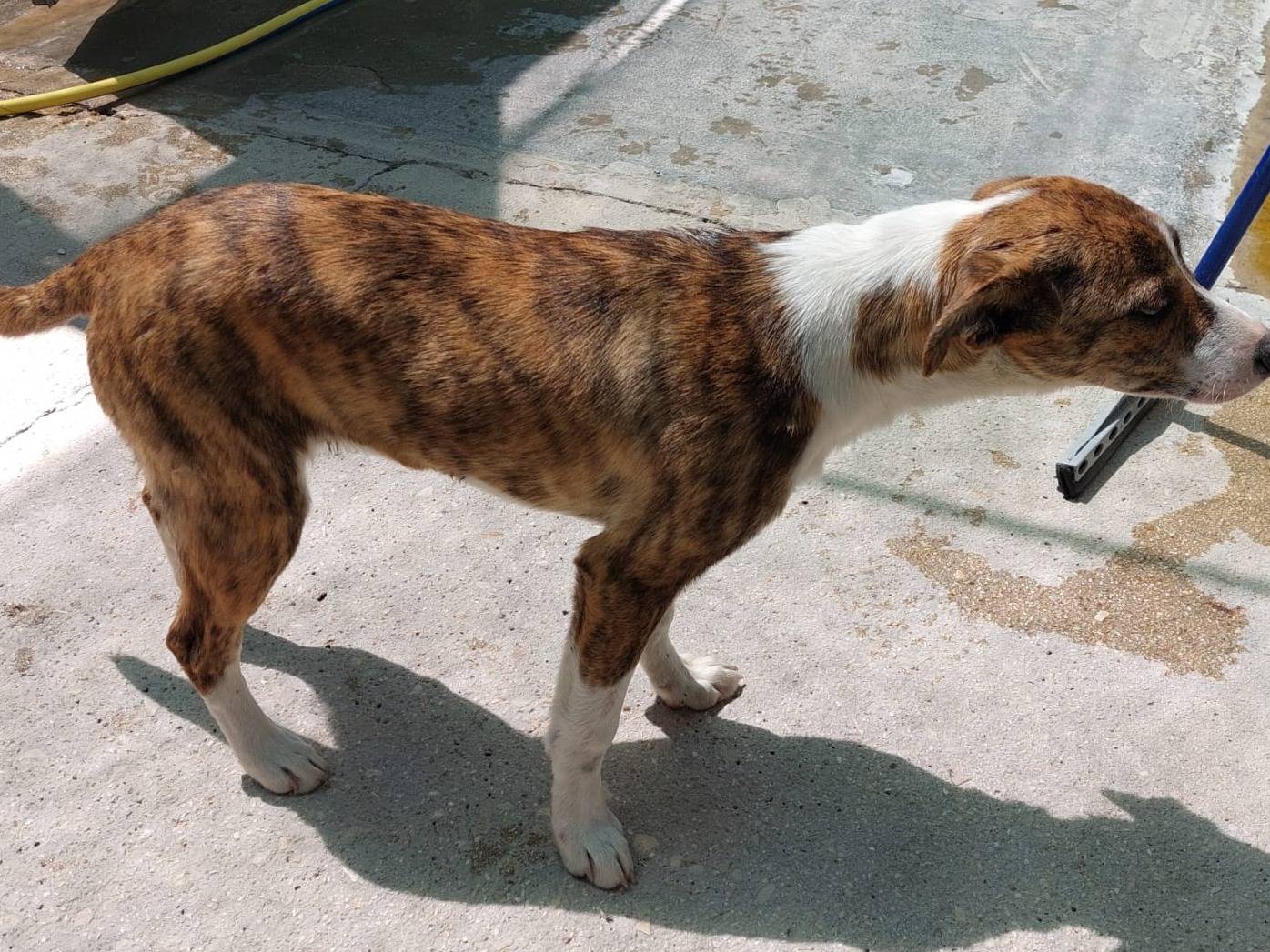 Adotta un cane, femmina, 7 mesi, Treviso