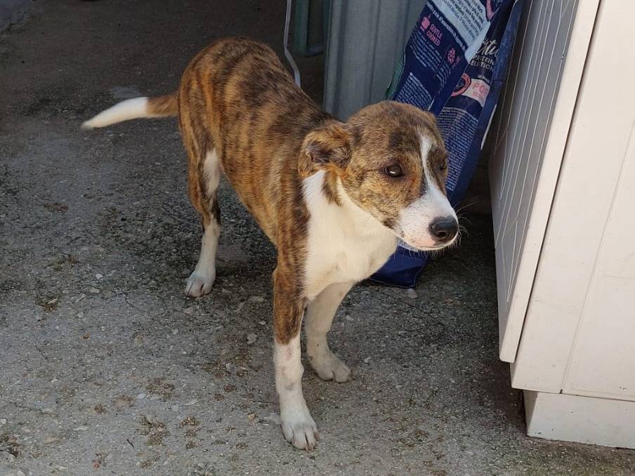 Adotta un cane, taglia piccola, femmina, Treviso