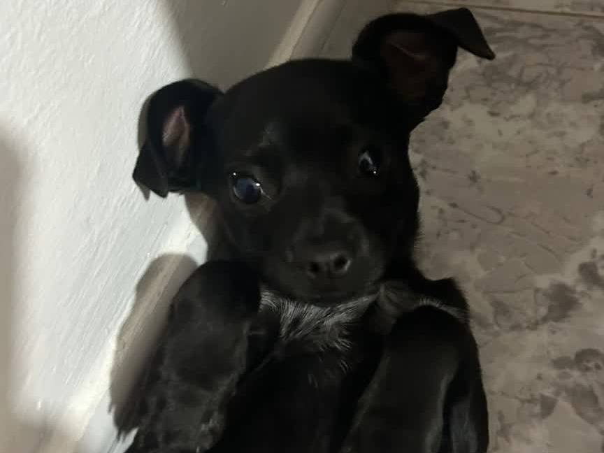 Adotta un cane, maschio, 2 mesi, Padova
