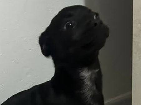 Adotta un cane, taglia piccola, maschio, Padova