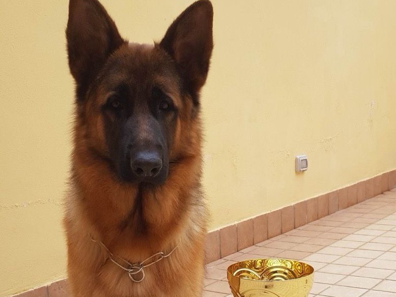 Adozione cane, maschio, Pastore tedesco Razza sconosciuta, 7 anni e 11 mesi, taglia gigante, Napoli