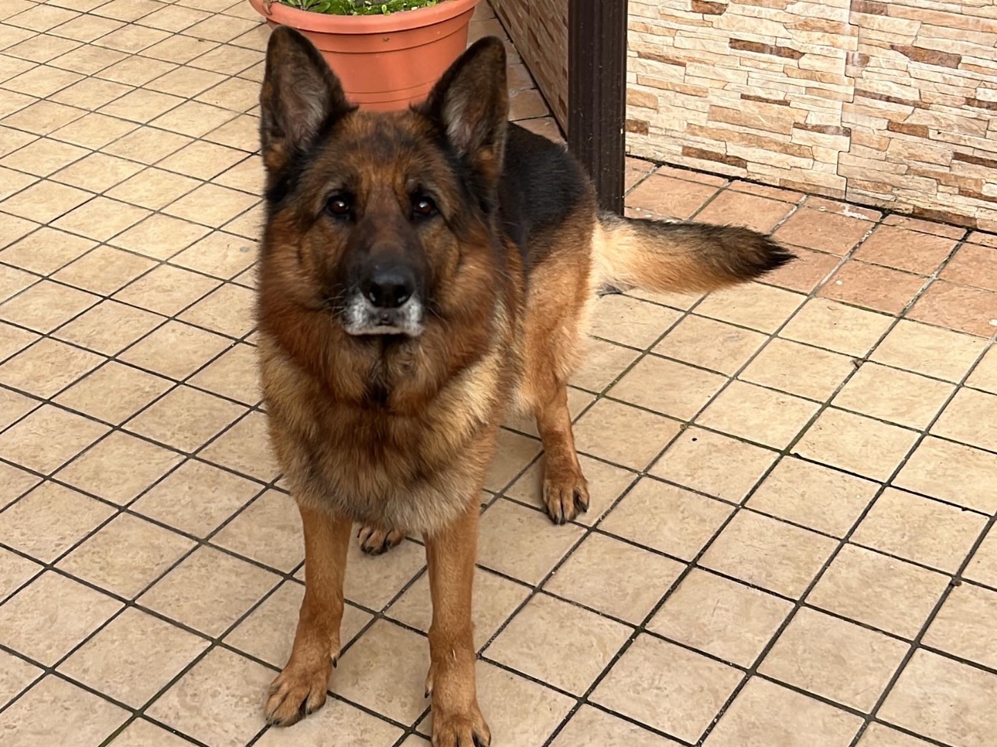 Adotta un cane, maschio, 7 anni e 11 mesi, Napoli