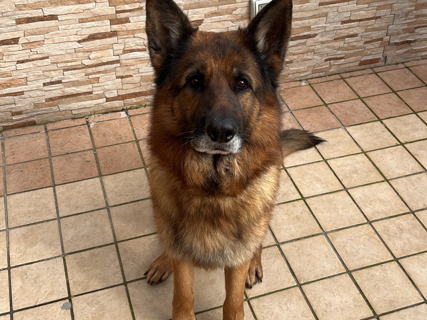 Adotta un cane, taglia gigante, maschio, Napoli