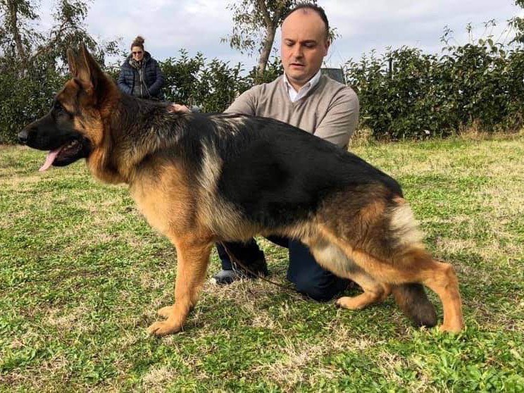 Vuoi adottare un cane a Napoli?
