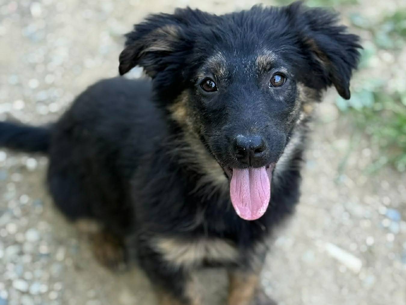 Adozione cane, femmina, Razza sconosciuta Razza sconosciuta, 3 mesi, taglia media contenuta, Firenze