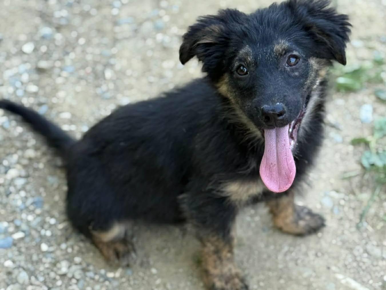 Adotta un cane, taglia media contenuta, femmina, Firenze