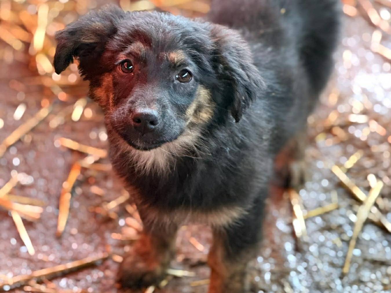 Vuoi adottare un cane a Firenze?