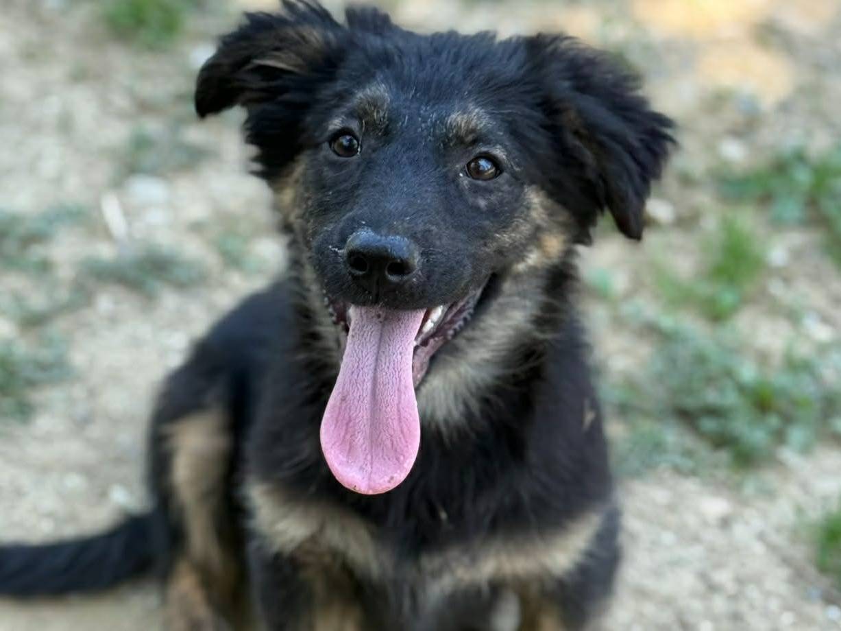 Adotta un cane, femmina, 3 mesi, Firenze